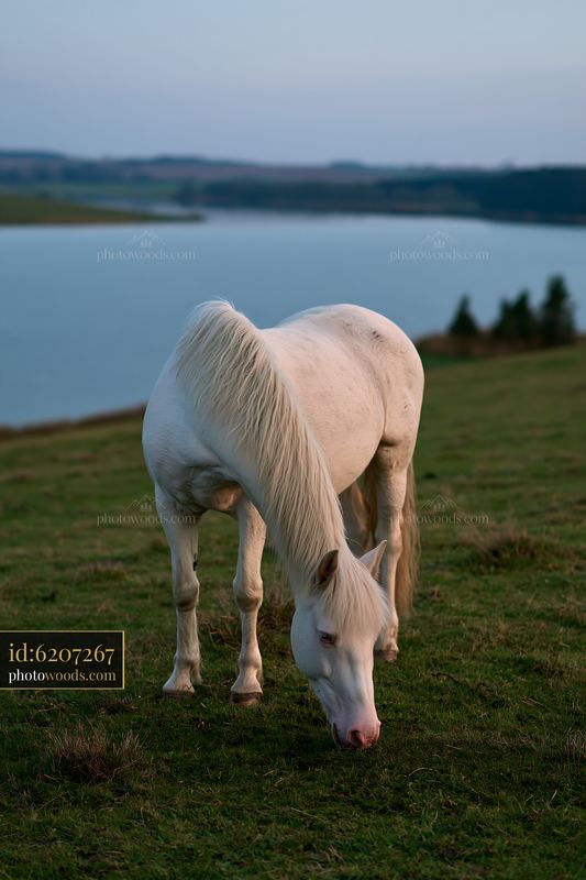 Wild horse grazes beside lake at sunset