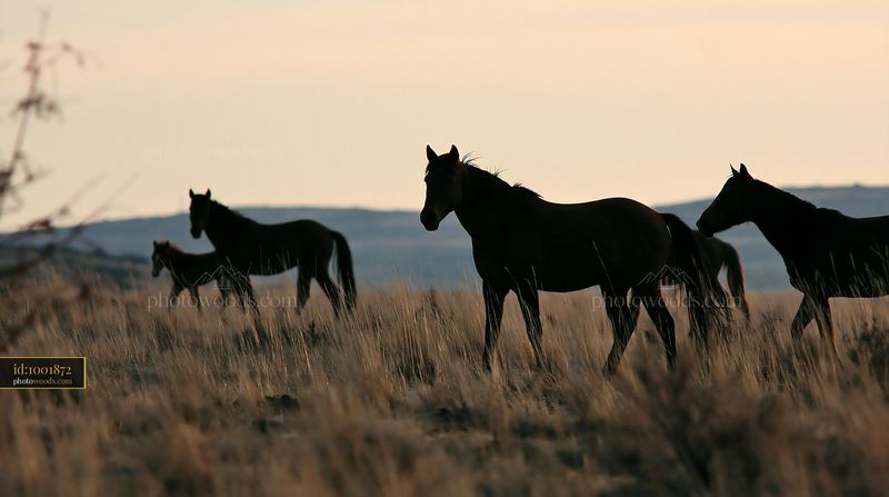 Wild horse herd viewed through tall grass at sunset