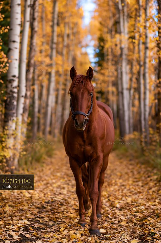 Wild horses walking through a forest of golden leaves