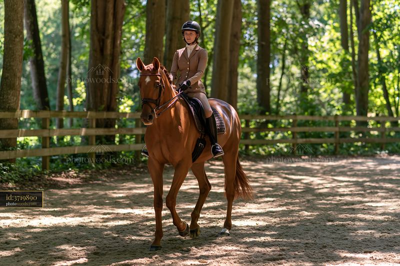 Dressage horse performing in a forested equestrian arena