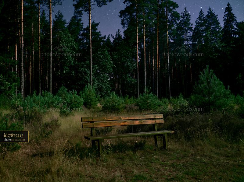 Starry night over a pine forest with bench in the foreground