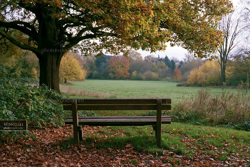 Bench in a meadow beneath an oak tree during autumn