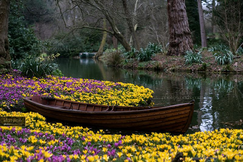 Boat on an island covered with crocuses in a serene setting