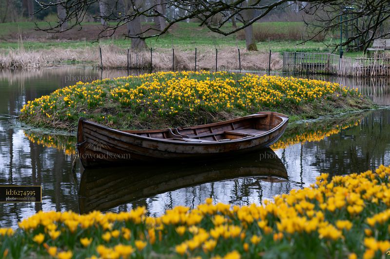 Island covered with crocuses and a boat on still water