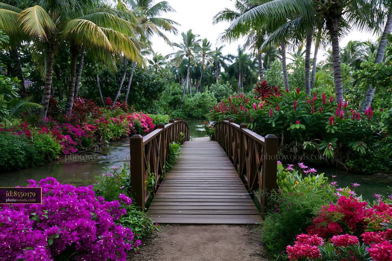 Colorful flowers and palm trees on an island with a wooden bridge