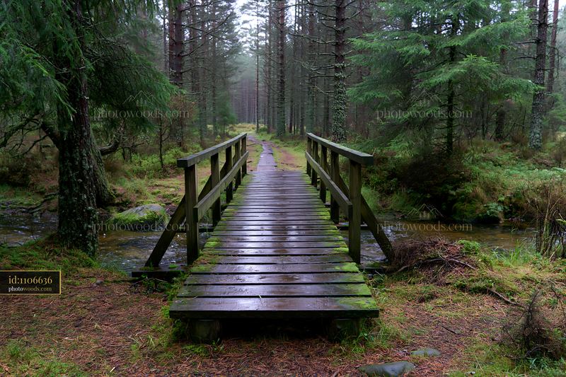 Wooden bridge over small watercourse among pine trees