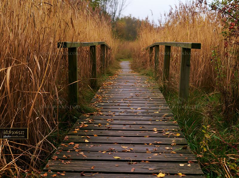 Wooden footbridge in a meadow surrounded by tall grass
