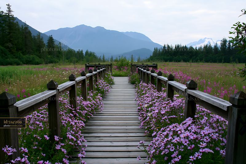 Pathway through flowers with mountain backdrop on an island