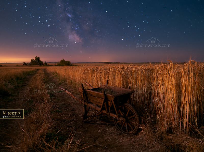 Starry night over a wheat field with a wooden wheelbarrow