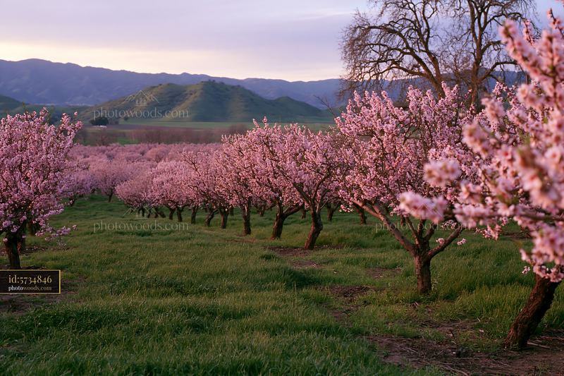 Almond tree blossoms in spring landscape with rolling hills