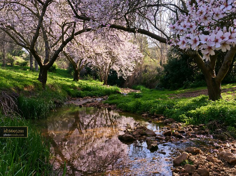 Blossoms on almond trees beside a flowing stream in the landscape