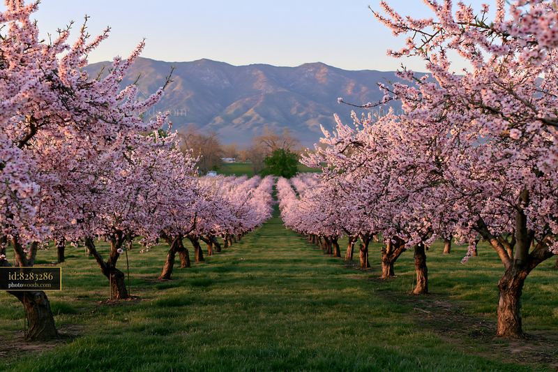 Almond trees bloom in a landscape with mountains in the background