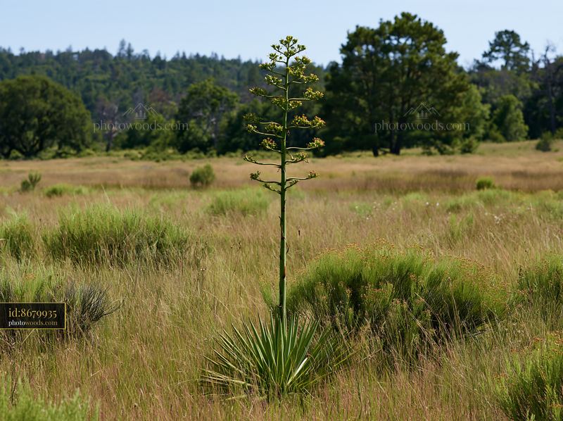 Agave flower stalk grows tall in a vast outdoor field