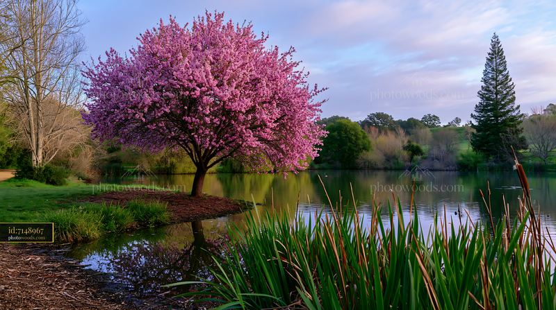 Almond tree blossoms in landscape reflecting in calm water