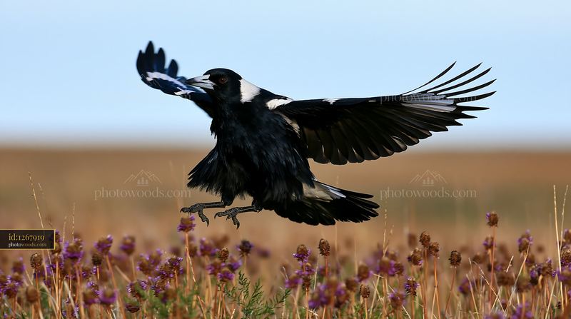 Australian magpie flies low over grass and flowers