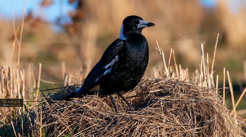 Australian magpie resting in grassy field under sunlight
