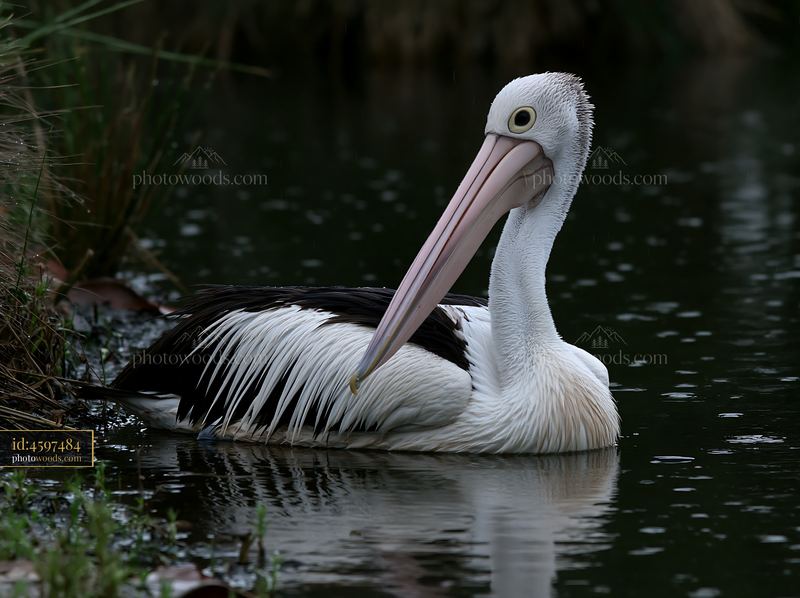 Australian pelican resting in coastal lagoon water