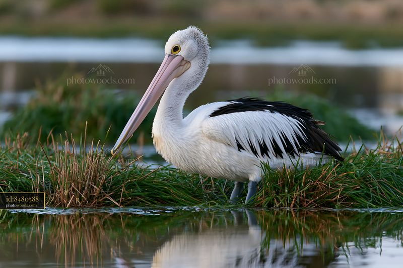 Australian pelican standing near water in coastal lagoon