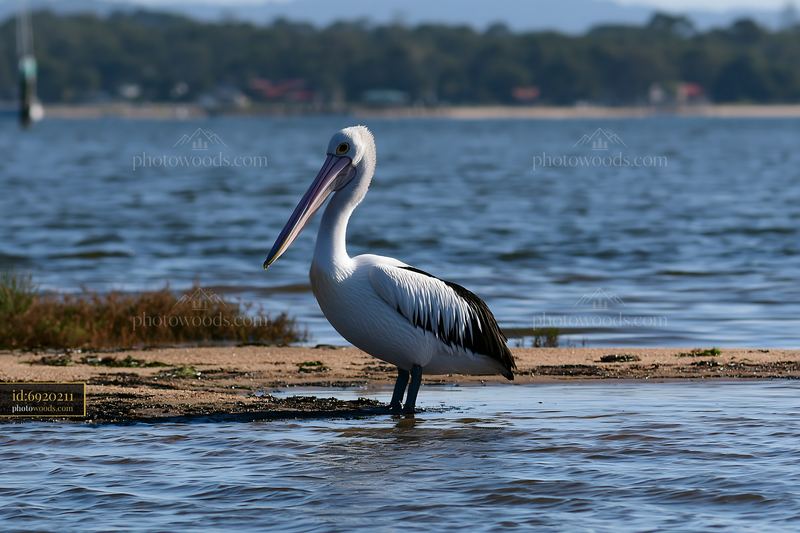 Australian pelican stands in coastal lagoon water