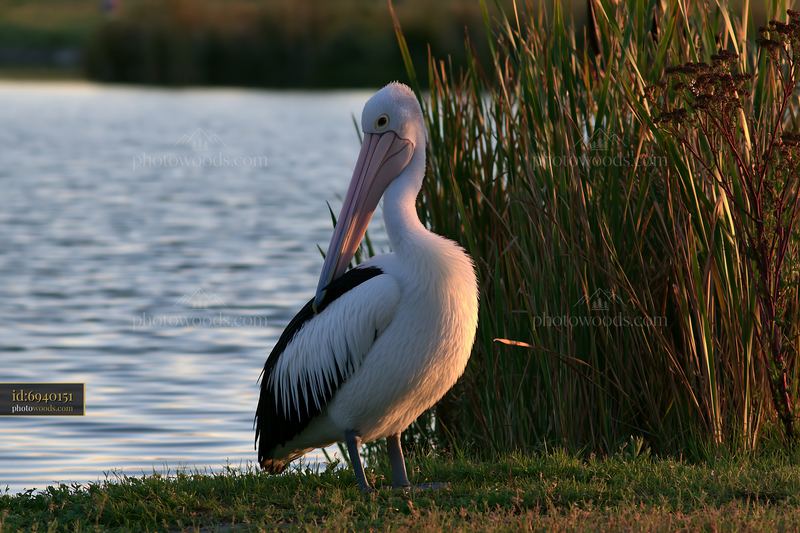 Australian pelican stands near water in coastal lagoon