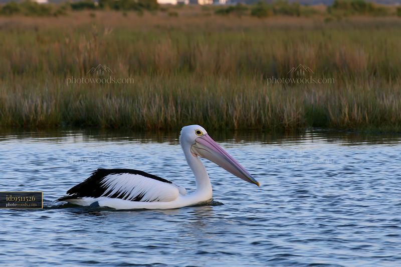 An Australian pelican on coastal lagoon swims through the water as the sunlight reflects off the surface, surrounded by tall grass and a quiet landscape in the