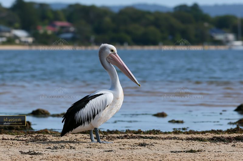 Australian pelican standing on the shore of a coastal lagoon