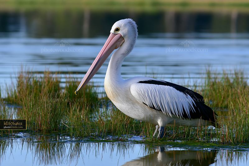 Australian pelican wades in water near coastal lagoon