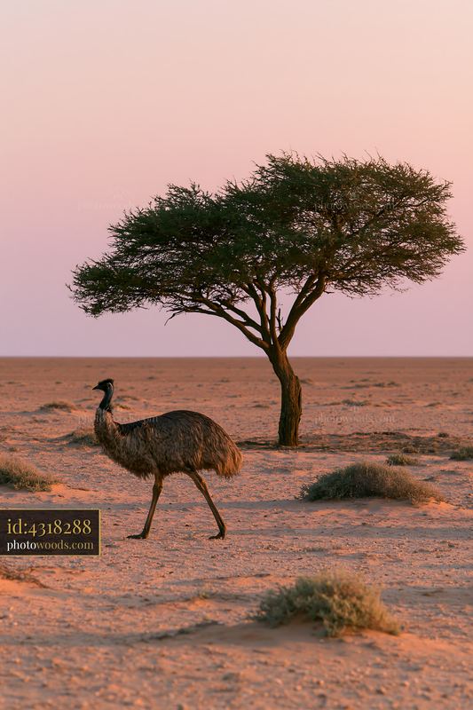 Emu walking across outback plain at sunset