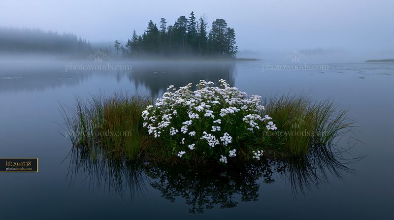 Morning mist over an island with flowers and still water