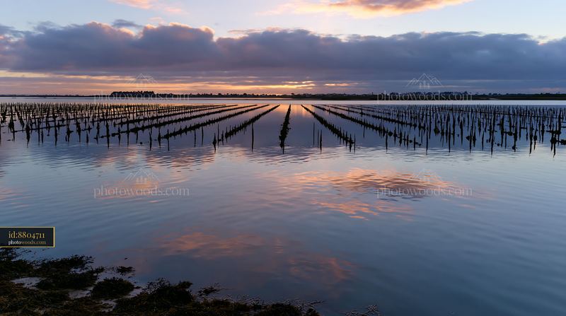 Coastline with mussel farms and reflective water at sunset