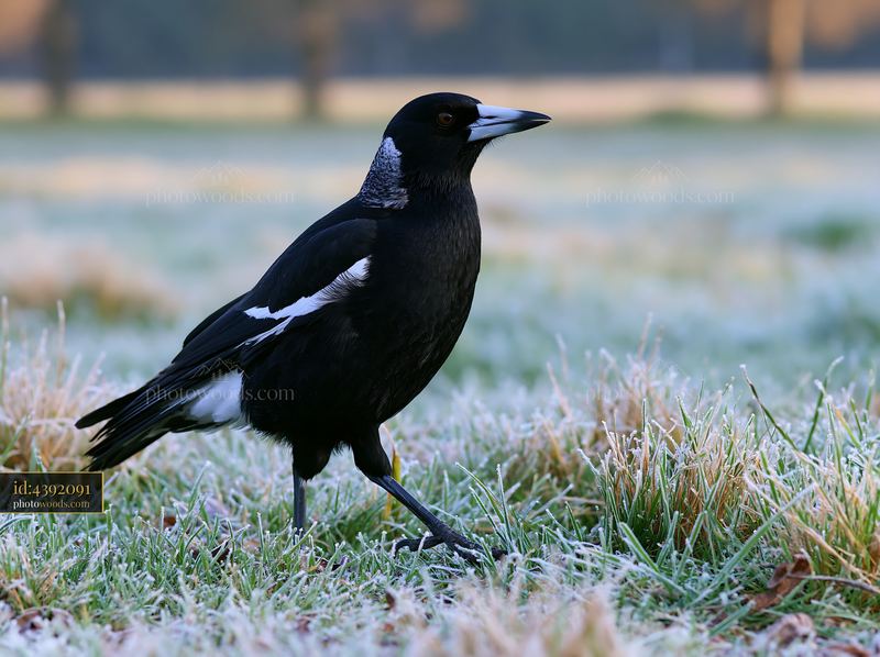 Australian magpie walking on frost-covered grassland