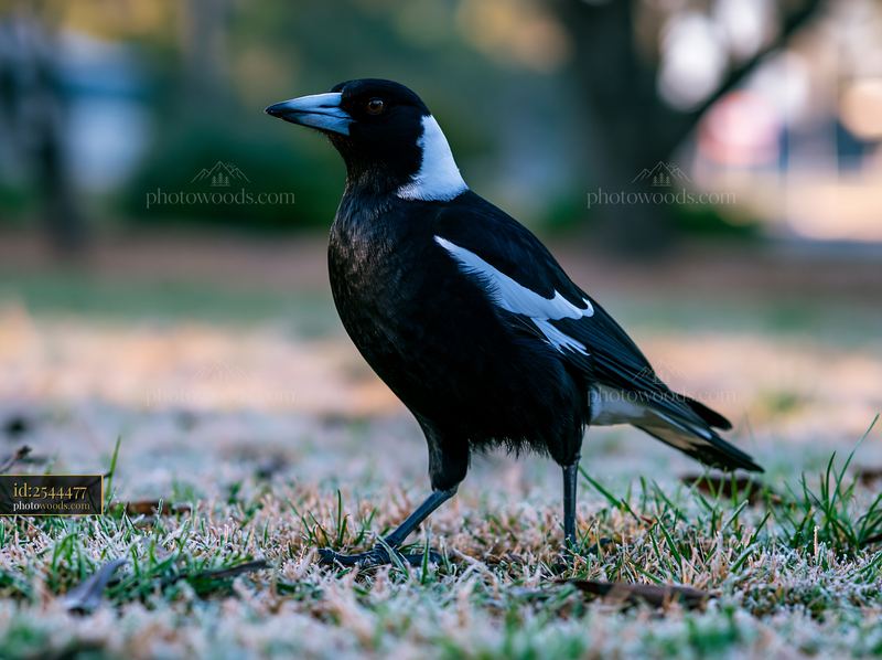 Australian Magpie Standing on Grass