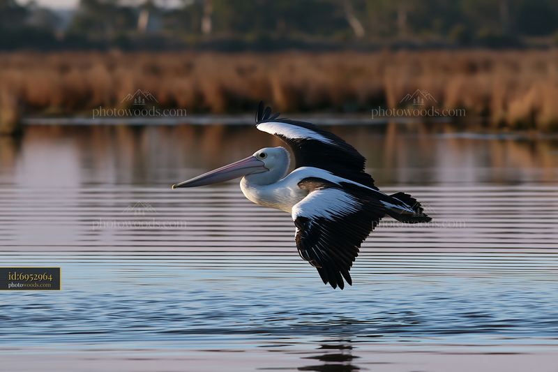 Australian pelican flies low over rippling coastal lagoon water with wings fully spread.