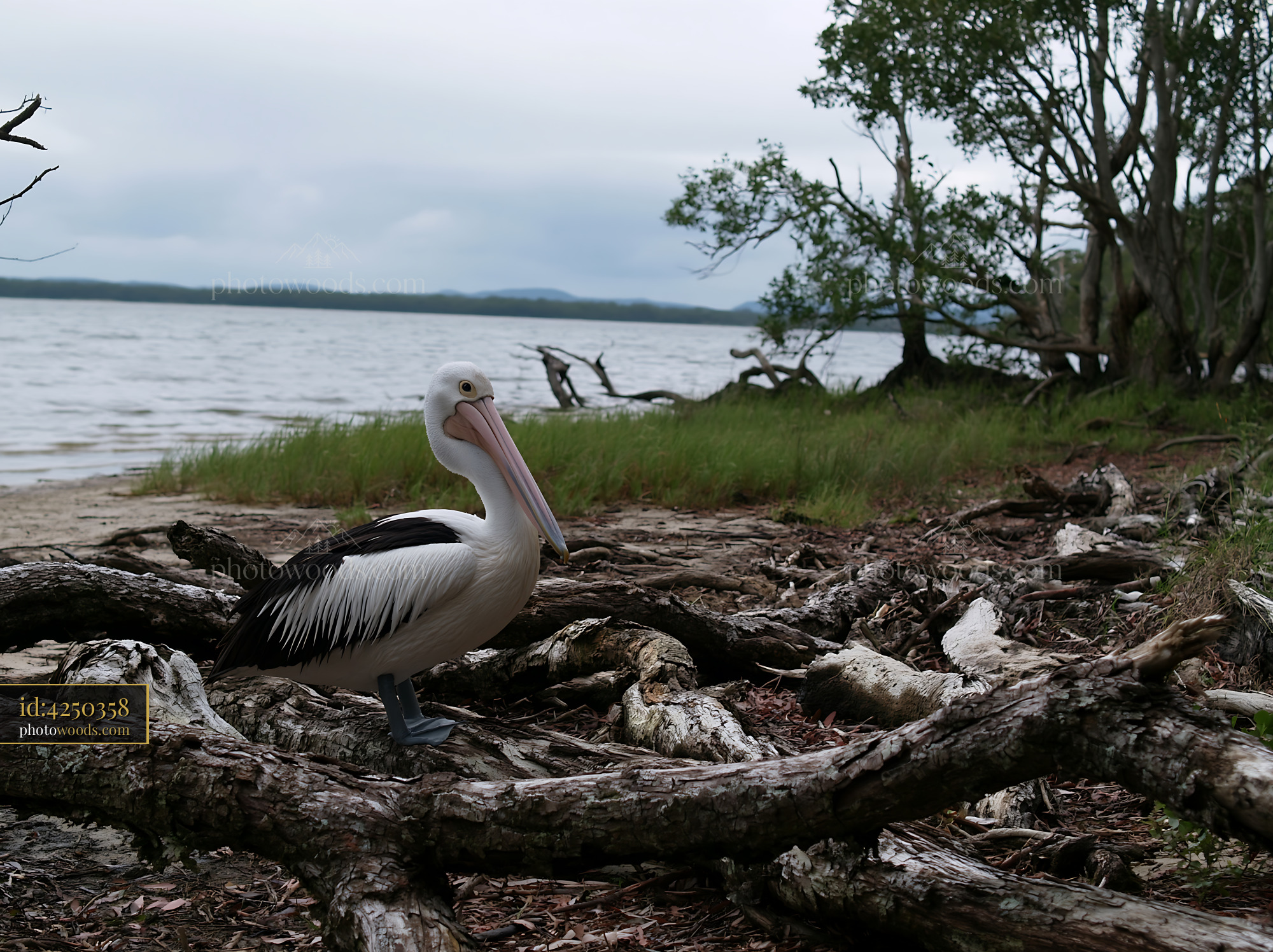 Australian pelican on coastal lagoon stands among roots and branches along the water's edge.
