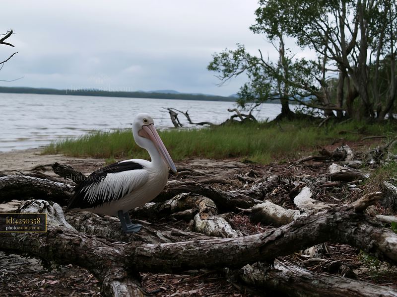Australian pelican standing near coastal lagoon shore