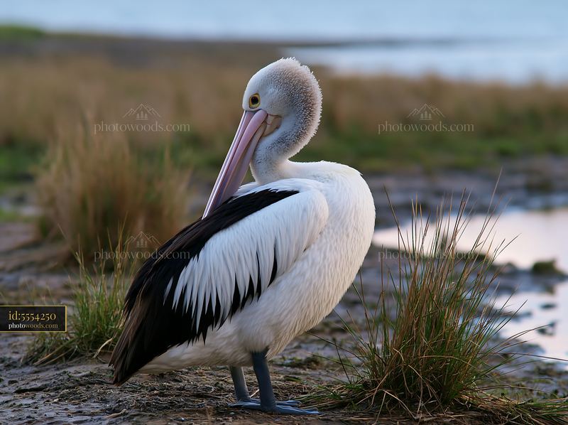 Australian pelican standing among reeds beside a calm coastal lagoon.