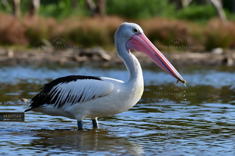 Australian pelican standing in shallow coastal lagoon water with droplets falling from its bill.
