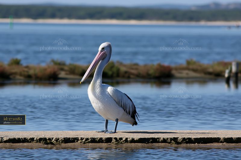 Australian pelican standing on a concrete edge beside a blue coastal lagoon.