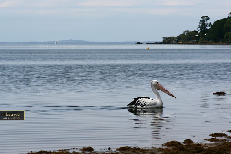Australian Pelican Swimming on a Calm Coastal Lagoon