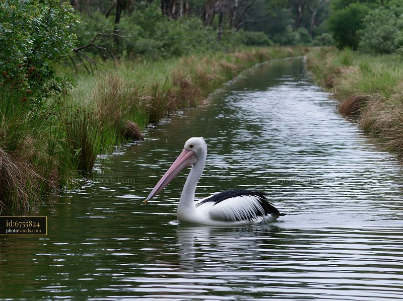Australian pelican swimming through a reed-lined coastal lagoon surrounded by green woodland.