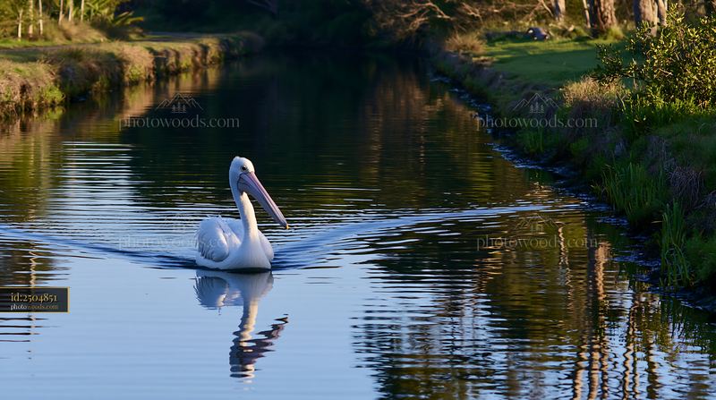 Australian pelican swimming on a tree-lined coastal lagoon