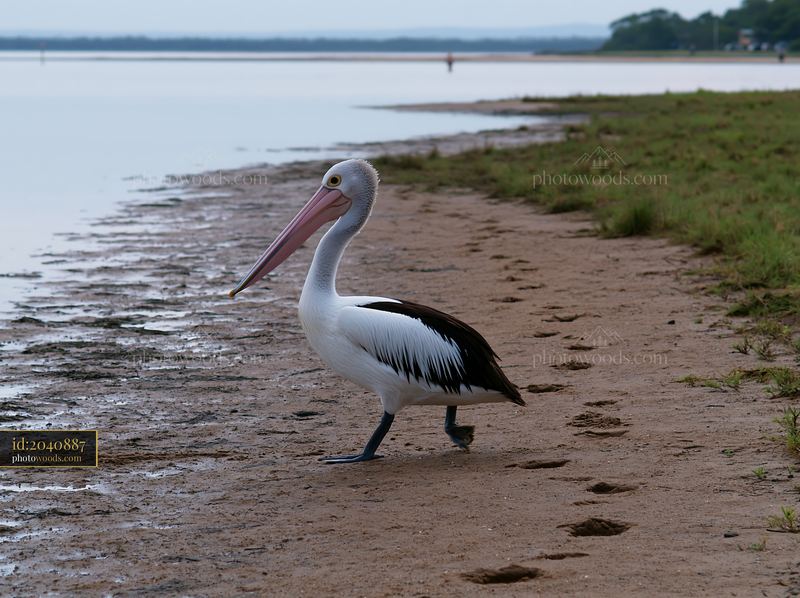 Australian pelican walking along a muddy shore beside a calm coastal lagoon.