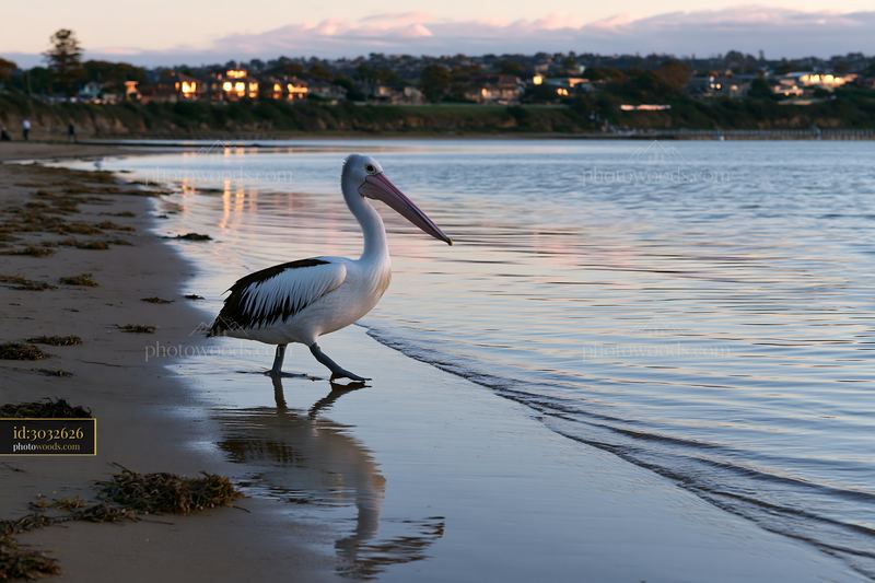 Australian pelican walking through shallow lagoon water beside a sandy shore at dusk