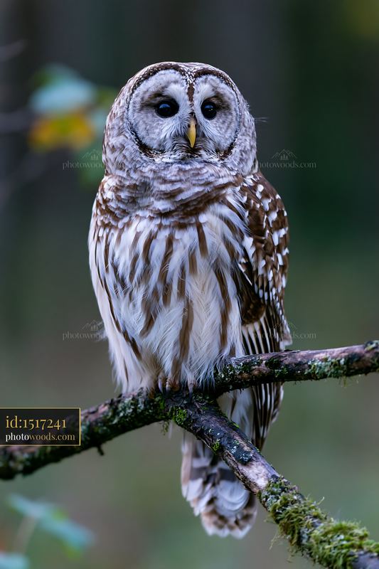 Barred owl perched on a moss-covered branch