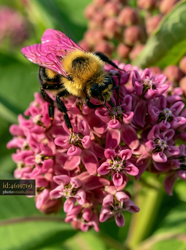 Bees collecting nectar from milkweed flowers in a garden