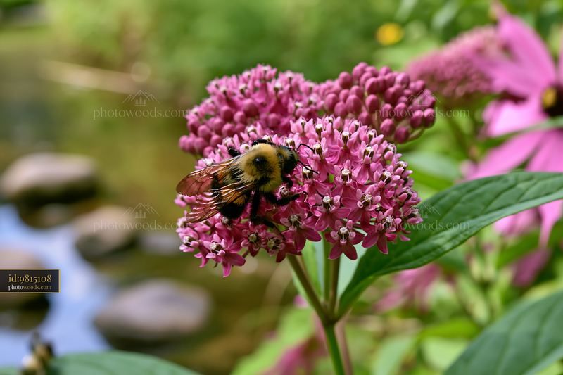 Bees collecting nectar from milkweed flowers