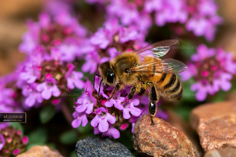 Bees visiting thyme flowers between stones in a garden