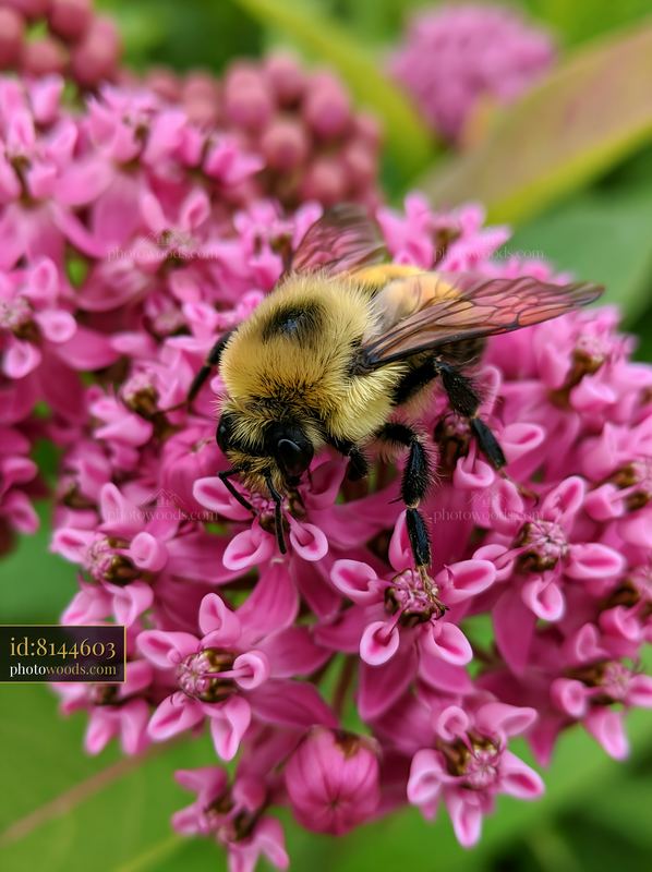 Bees on milkweed flowers in a garden setting