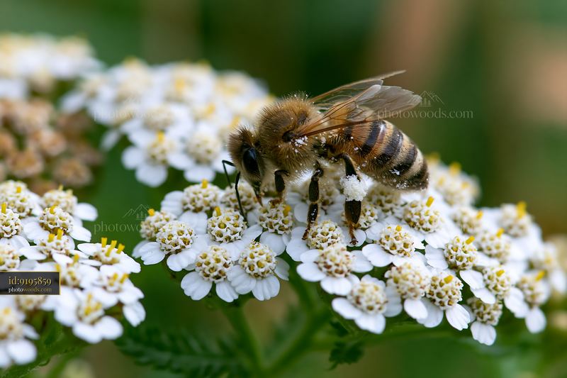 Bees gathering nectar on meadow flowers in natural setting