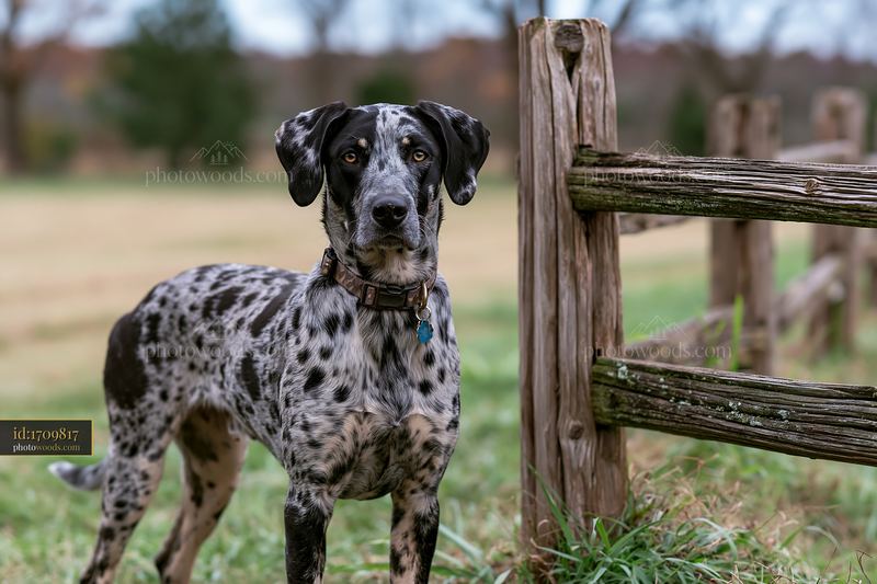 Black and white spotted dog standing beside a rustic wooden fence in a grassy field.